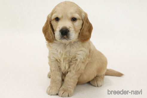 成約済の神奈川県のミックス犬-373058の1枚目